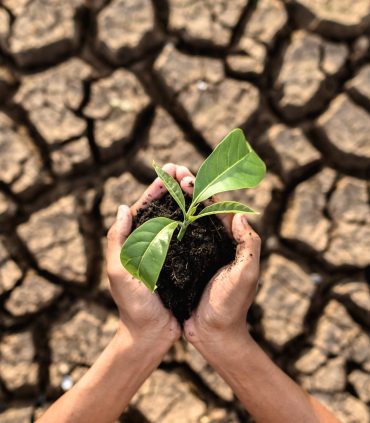 boy are stand holding seedlings are in dry land in a warming world.